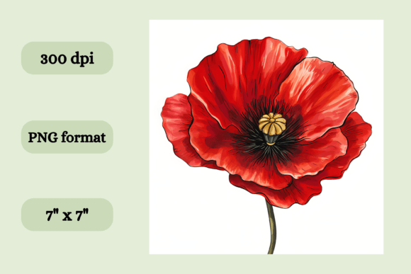 Download Red Poppy Flower - Premium Resources