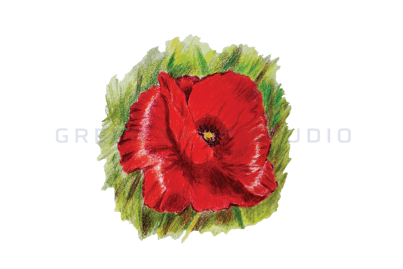 Download Colored Pencil Poppy Flower Illustration - Poppy flower illustration Collection