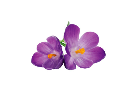 Download Purple Floral Watercolor - Purple floral Collection